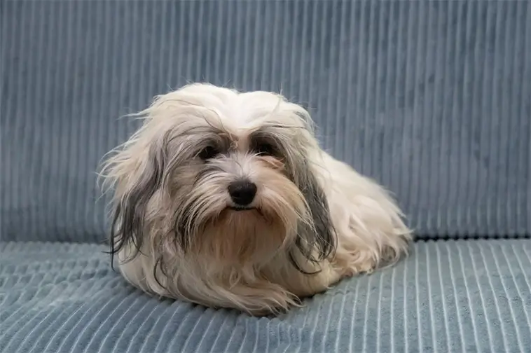 Bichon Havanais – den lilla charmören med en dramatisk historia