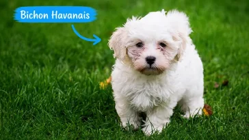 Bichon Havanais – den lilla charmören med en dramatisk historia