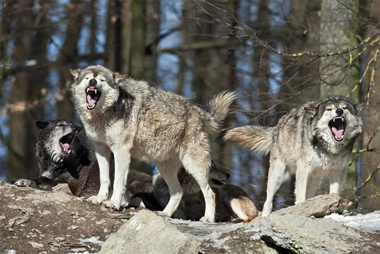 Därför skäller vargar sällan – men hundar ofta