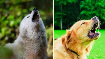 Därför skäller vargar sällan – men hundar ofta