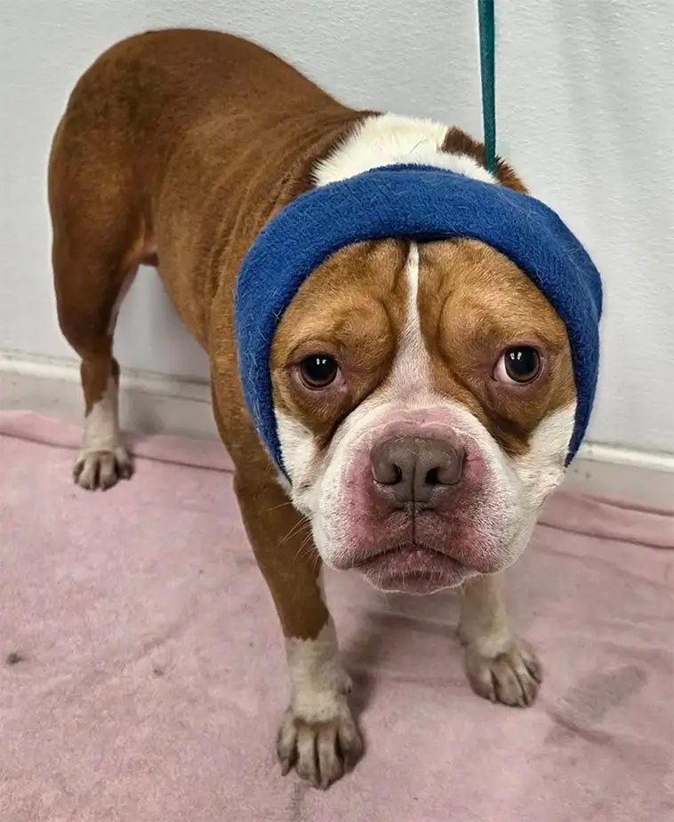 Såg livlös ut – hund räddades med över 800 fästingar på kroppen