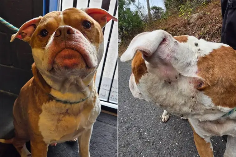 Såg livlös ut – hund räddades med över 800 fästingar på kroppen