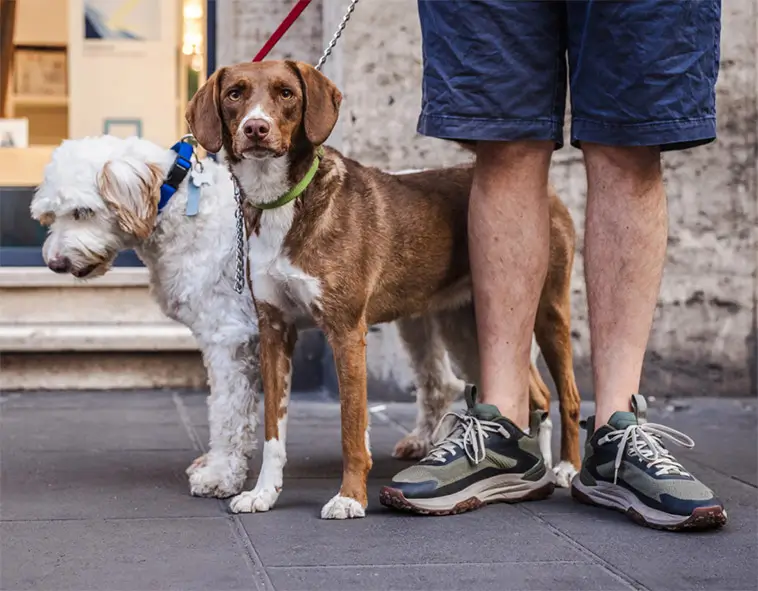 Nya hårda regler i Italien – hundägare måste spola bort urin