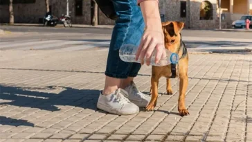 Nya hårda regler i Italien – hundägare måste spola bort urin