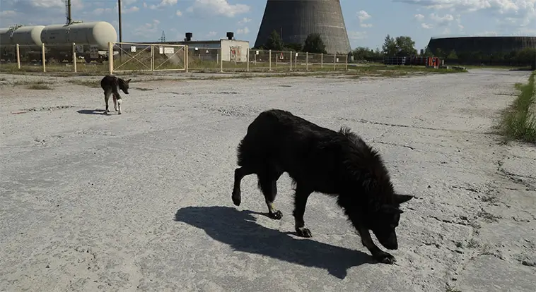 Hundarna i Tjernobyl förbryllar forskare – kan ha förändrats genetiskt