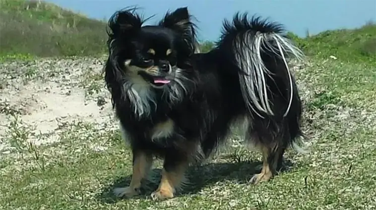 Storbritannien överväger att återinföra hundlicens