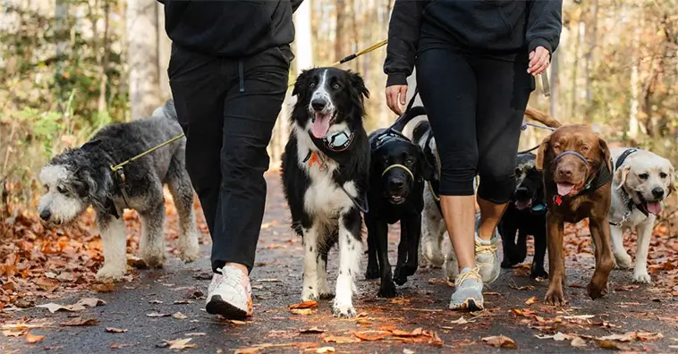 Tusentals hundägare väntas delta – promenaden hjälper hemlösa hundar