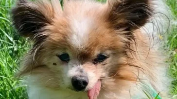 Kan bli världens äldsta hund – 31-årige Lazare får nytt hem