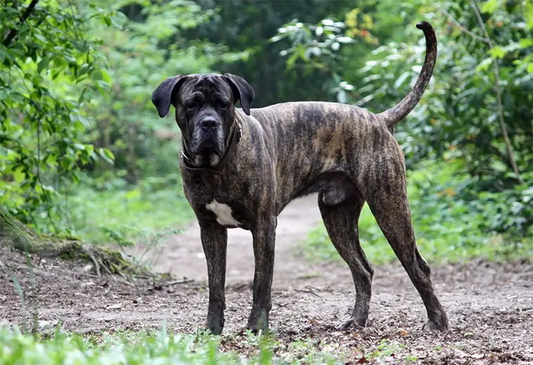 LEDARE: Hundägare behöver mer kunskap – inte fler förbud