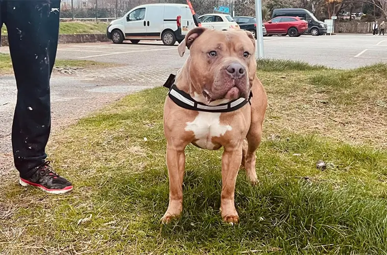 LEDARE: Hundägare behöver mer kunskap – inte fler förbud