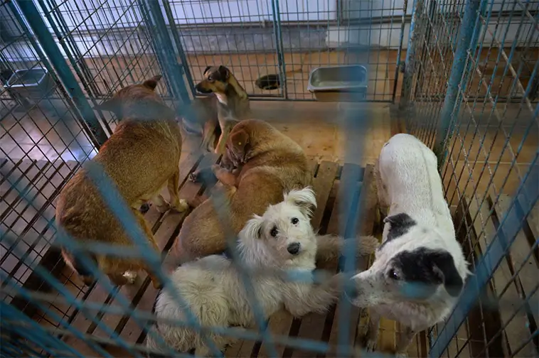 Larm om svåra missförhållanden på flera hundstall i Rumänien