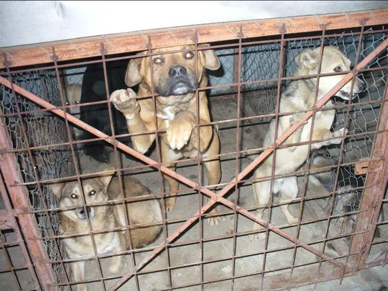Larm om svåra missförhållanden på flera hundstall i Rumänien