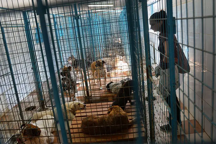 Larm om svåra missförhållanden på flera hundstall i Rumänien