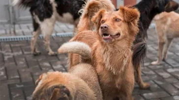 Turkiets nya hundlag fortsätter väcka stark kritik