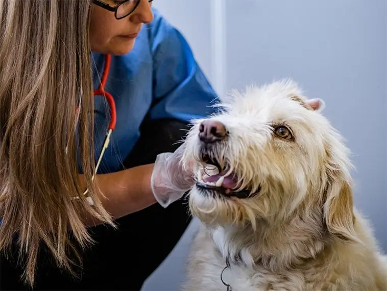 Ny tjänst vill göra veterinärpriser enklare att jämföra – redan nu