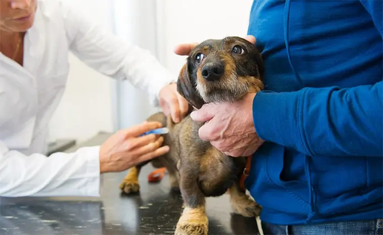 Ny tjänst vill göra veterinärpriser enklare att jämföra – redan nu