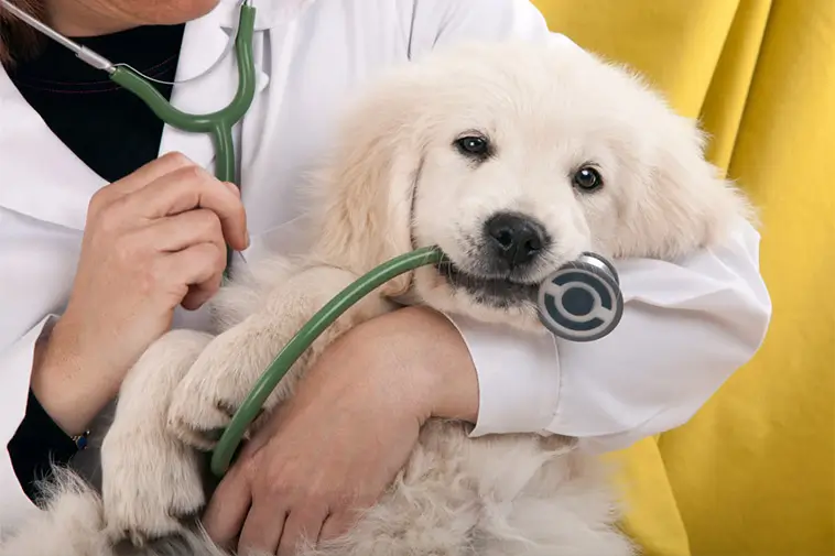 Ny tjänst vill göra veterinärpriser enklare att jämföra – redan nu