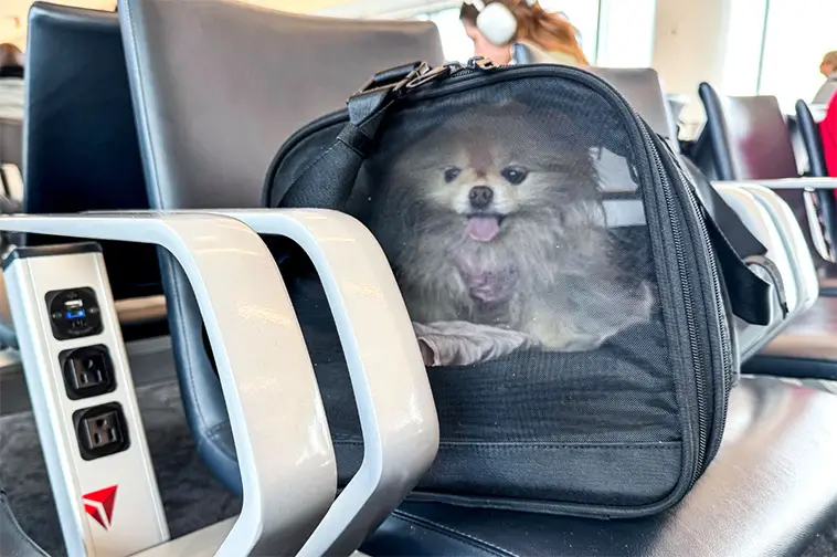 Nya regler för att flyga med hund – så förändras resandet 2026