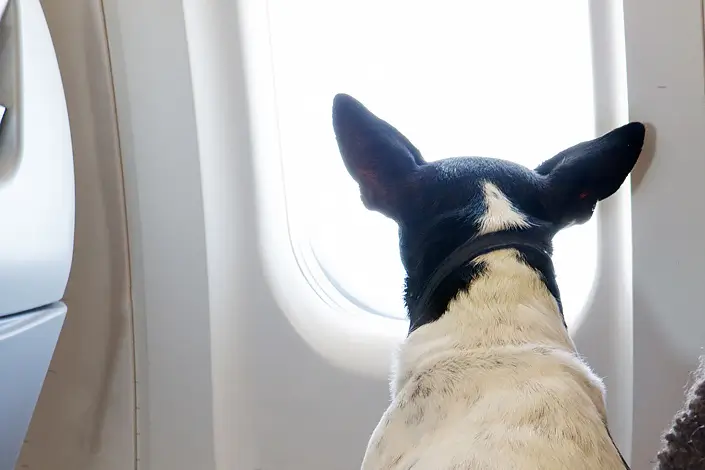Nya regler för att flyga med hund – så förändras resandet 2026