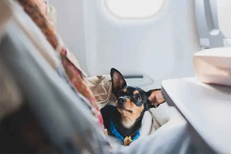Nya regler för att flyga med hund – så förändras resandet 2026