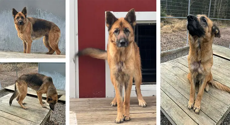Omhändertagen Schäfer söker nytt hem – behöver en trygg start i livet