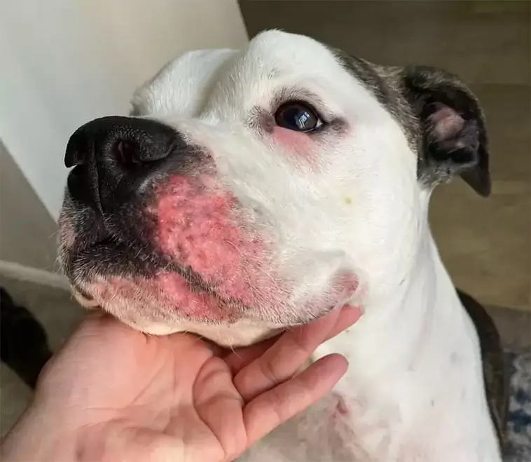 När våren slår till kan även hunden få allergibesvär