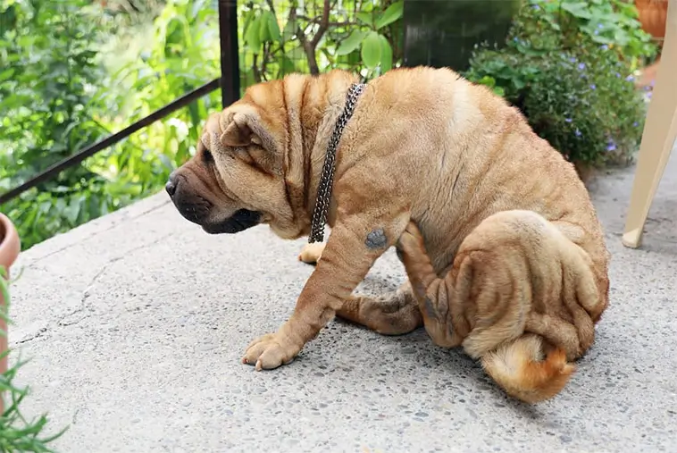 När våren slår till kan även hunden få allergibesvär