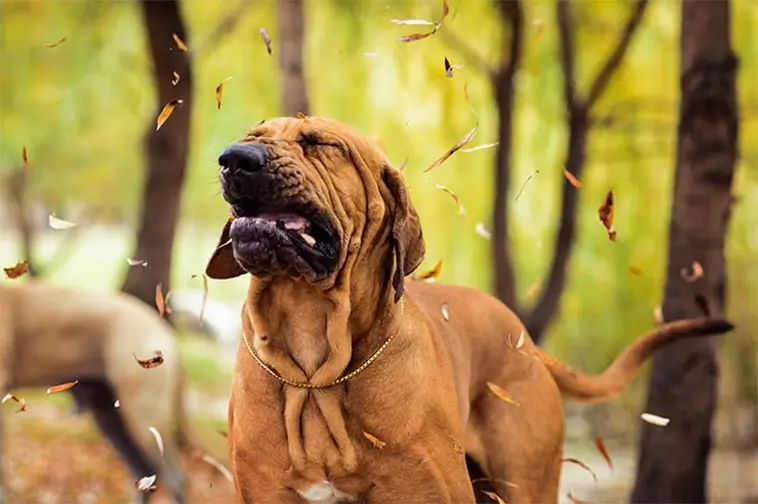 När våren slår till kan även hunden få allergibesvär