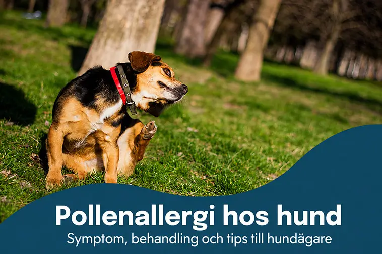När våren slår till kan även hunden få allergibesvär