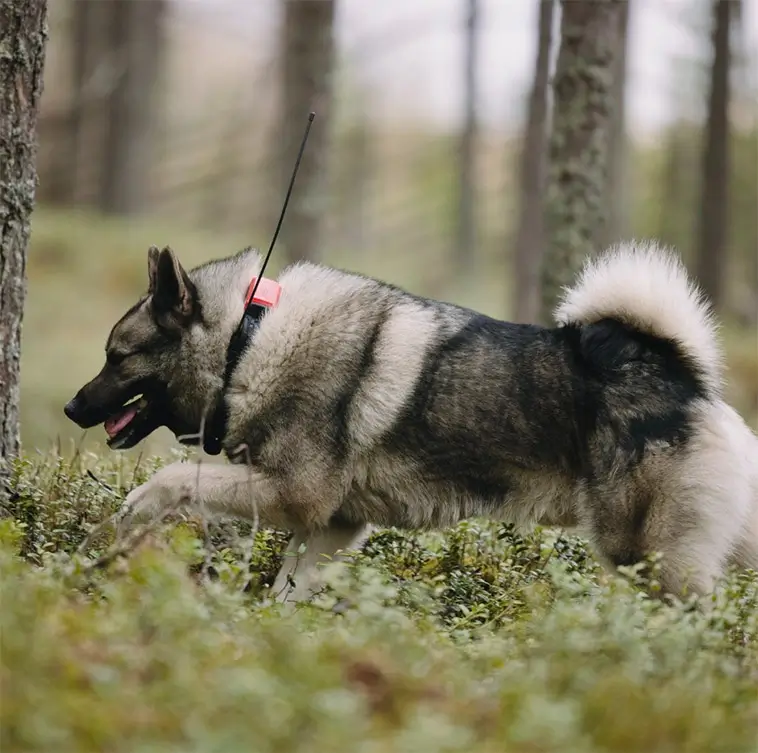 Sköt varg under jakt – döms trots att hunden ansågs hotad