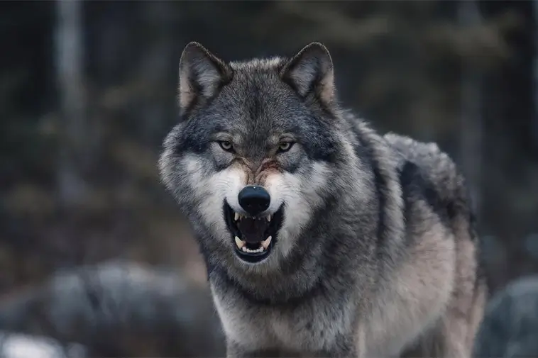 Sköt varg under jakt – döms trots att hunden ansågs hotad