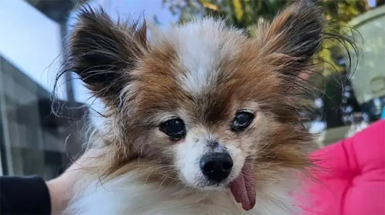 Världens kanske äldsta hund har somnat in – blev över 30 år gammal