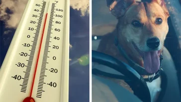 Länsstyrelsen varnar: Så snabbt kan en varm bil bli livsfarlig för hundar