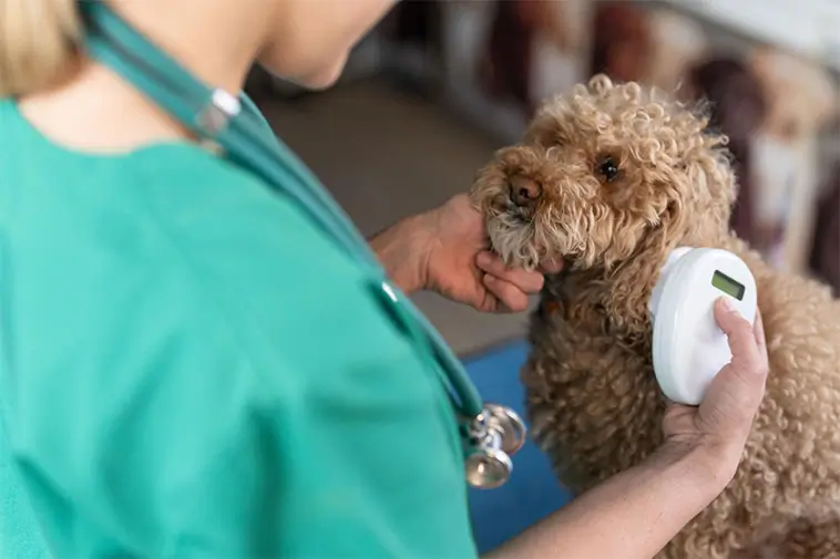 Veterinären varnar: Här bör du tänka efter innan du importerar hund