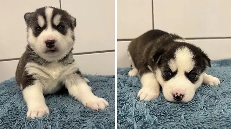 Två Siberian Husky-valpar söker nytt hem efter omhändertagande
