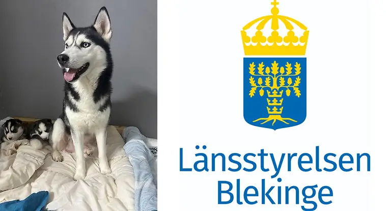 Två Siberian Husky-valpar söker nytt hem efter omhändertagande
