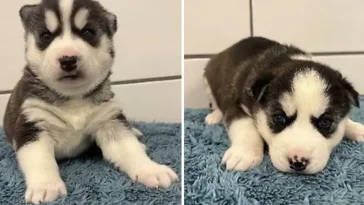 Två Siberian Husky-valpar söker nytt hem efter omhändertagande