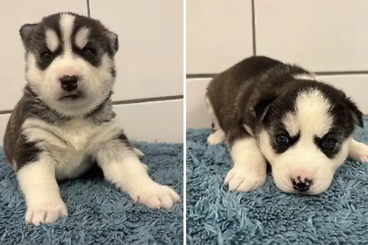 Två Siberian Husky-valpar söker nytt hem efter omhändertagande