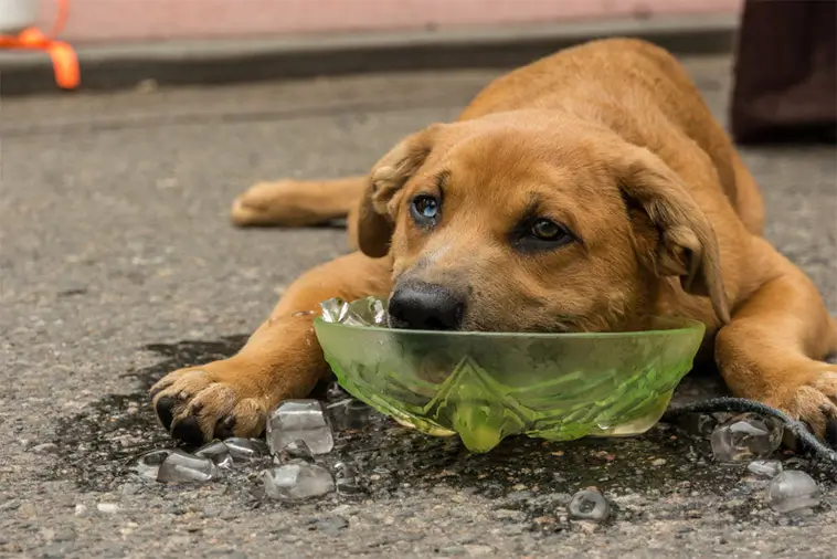 Veterinärerna varnar: 9 hundraser som löper störst risk i sommarvärmen