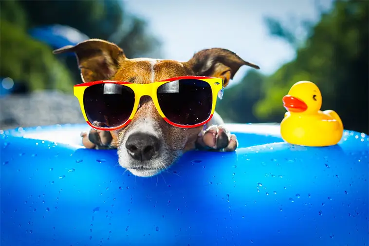 Veterinärerna varnar: 9 hundraser som löper störst risk i sommarvärmen