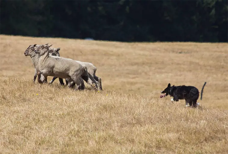 Border Collie – hunden som aldrig riktigt stänger av
