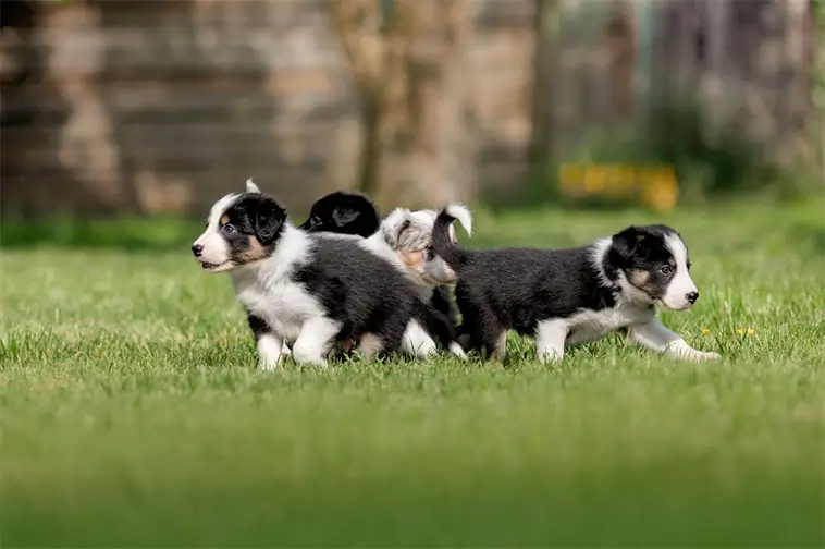 Border Collie – hunden som aldrig riktigt stänger av