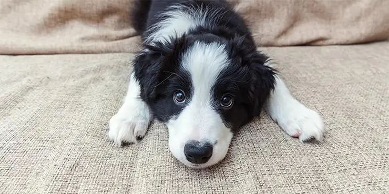 Border Collie – hunden som aldrig riktigt stänger av
