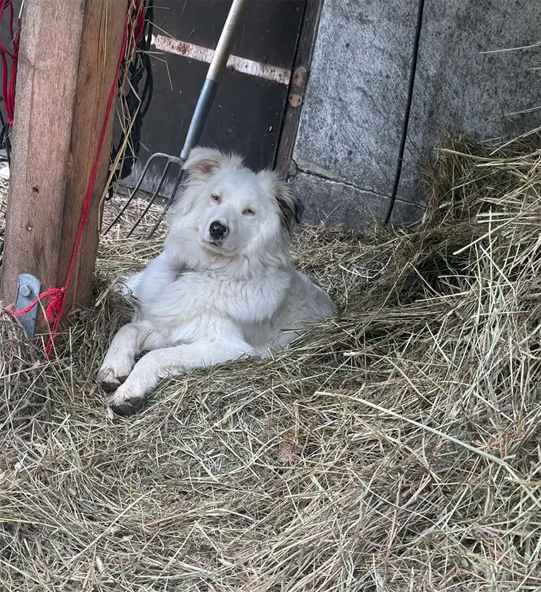 Många avrådde henne från att skaffa en döv hund – i dag hjälper Flingan människor varje dag