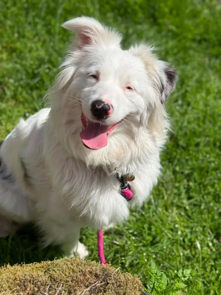 Många avrådde henne från att skaffa en döv hund – i dag hjälper Flingan människor varje dag
