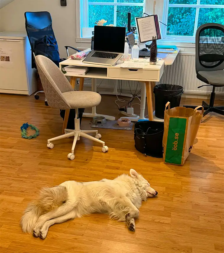 Många avrådde henne från att skaffa en döv hund – i dag hjälper Flingan människor varje dag