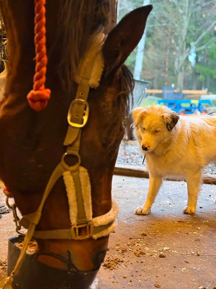 Många avrådde henne från att skaffa en döv hund – i dag hjälper Flingan människor varje dag