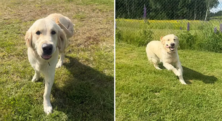 Ung Golden Retriever söker nytt hem – behöver trygghet och aktivering