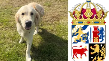 Ung Golden Retriever söker nytt hem – behöver trygghet och aktivering