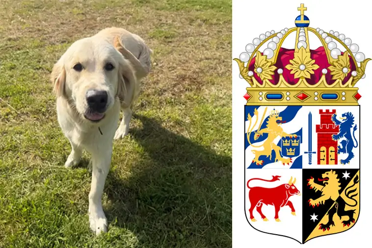 Ung Golden Retriever söker nytt hem – behöver trygghet och aktivering